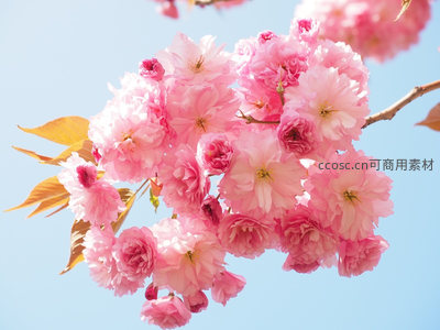 蓝天映衬下粉樱如云似霞