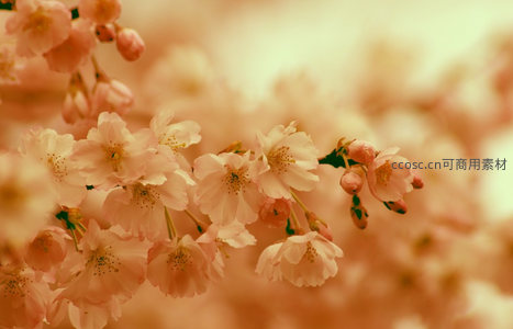 暖调樱花如云似霞，朦胧意境醉人心