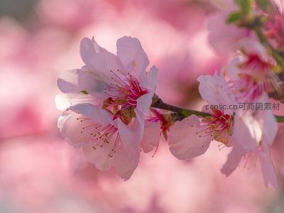 微距镜头下的樱花细节，柔美花瓣与花蕊