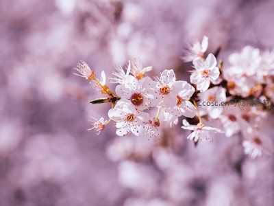 淡雅樱花簇拥绽放，浅紫背景衬托纯净