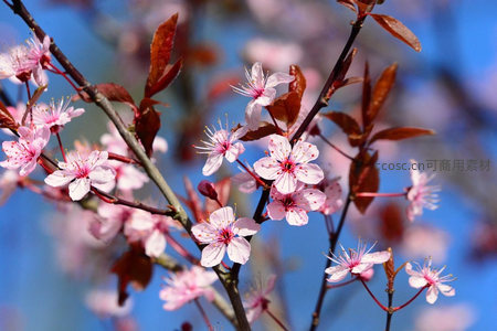 枝头绽放的粉红樱花，春意盎然