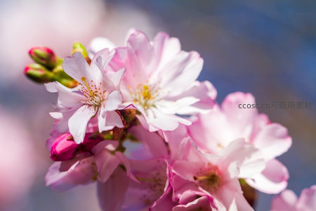 粉白樱花簇拥绽放，春光烂漫