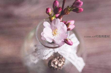 瓶中樱花静物，雅致温馨