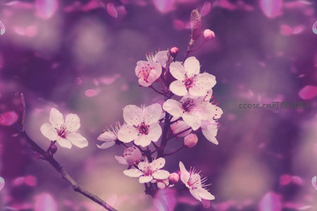 紫雾缭绕，梦幻樱花枝头绽放