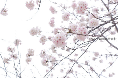 仰拍视角粉樱缀满枝头