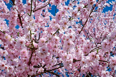 满树桃花映蓝天，春意盎然