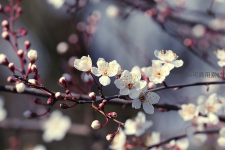 白梅初绽暗香浮动时