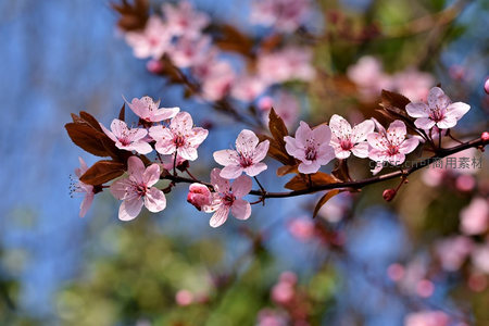 粉嫩樱花枝头绽放，春意盎然