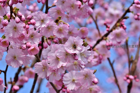 繁花似锦樱满枝，蜜蜂采蜜忙
