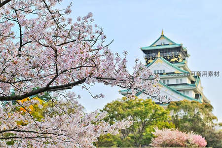 大阪城畔樱花如雪，古韵悠长