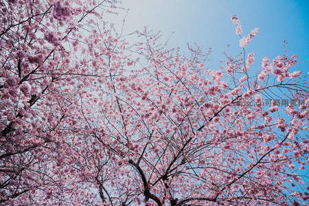 仰望满树粉樱，蓝天映衬春意浓