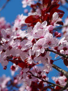 微距镜头下的樱花细节，花瓣与花蕊清晰可见