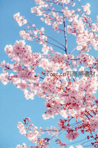 蓝天映衬樱花盛放，灿烂夺目