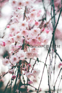 垂枝樱影，淡雅粉韵