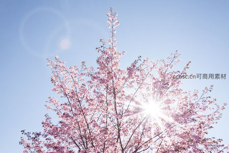 阳光穿透樱树，光芒万丈