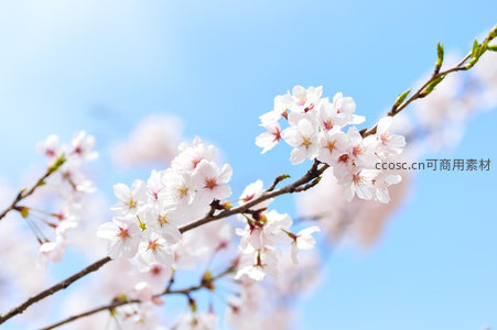 蓝天映衬樱花枝，春风拂面花自开