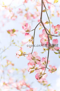 粉花缀枝迎朝霞，新绿初萌春意浓