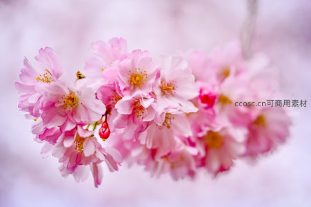 粉樱簇拥花团锦，柔光映照醉人心