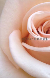 柔美粉玫瑰花瓣的细腻纹理特写