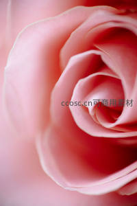 玫瑰花心特写柔美如丝