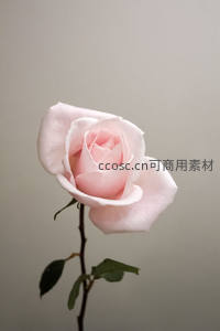 单支淡粉玫瑰静谧优雅