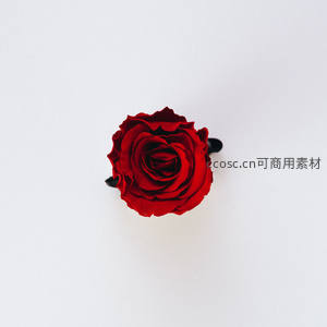 纯白背景上的红玫瑰俯视构图