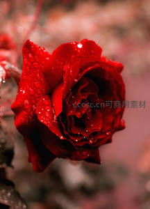 水珠点缀的红玫瑰，绽放于朦胧背景中