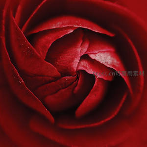 红玫瑰花心特写，层层花瓣如丝绒般柔美