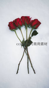 雪地中的四朵红玫瑰，冷暖交融的冬日浪漫