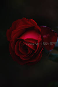 深红玫瑰在暗影中绽放的优雅