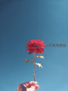 手中红玫瑰映衬蔚蓝晴空