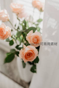柔光下的浅橙玫瑰与窗纱共舞