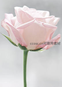 单支粉玫瑰在纯白背景中亭亭玉立