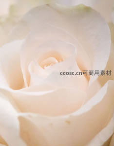 纯白玫瑰花瓣的极致柔美特写