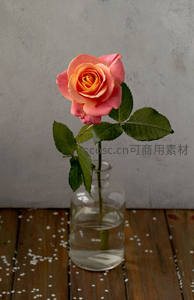 粉橙玫瑰静置于玻璃瓶中，木质背景显雅致