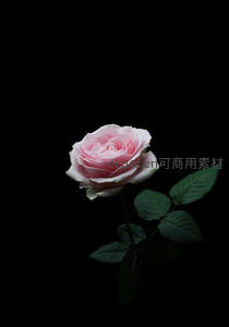 纯黑背景下孤傲绽放的淡粉玫瑰，极简之美