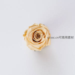 俯拍视角下的干枯米色玫瑰，时间沉淀之美