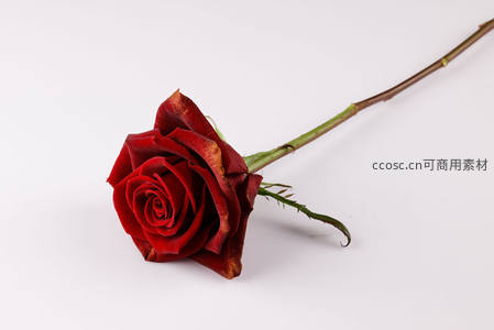 单支深红玫瑰静置于纯白背景之上
