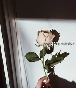 手捧浅粉玫瑰光影交错显温柔