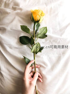 手握黄玫瑰置于米白床单之上