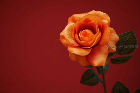 橙色玫瑰单支，深红背景衬托