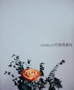 橙色玫瑰与尤加利叶的静谧之美