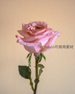 单支粉色玫瑰在柔和背景中绽放