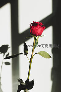 光影中的红玫瑰展现经典浪漫