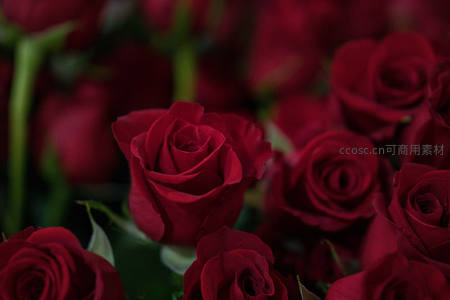 深红玫瑰丛营造浓烈爱意氛围