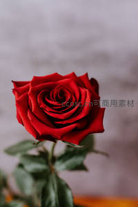 鲜艳红玫瑰正面特写，展现完美螺旋花型与细腻纹理。