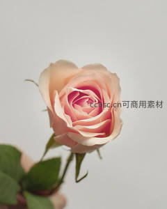 手捧浅粉玫瑰，花瓣轻柔绽放，背景纯净如画。