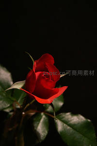 暗影中的红玫瑰，神秘而热烈