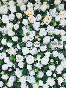 白色玫瑰花墙，纯净如雪