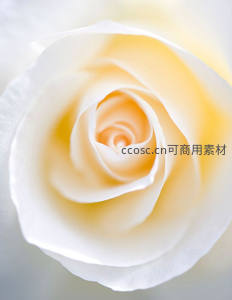 奶油白玫瑰中心特写，柔美细腻